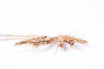 Obraz premium Ears of Rye on a white background