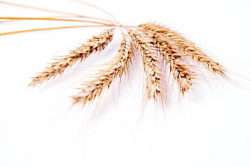 Ears of Rye on a white background