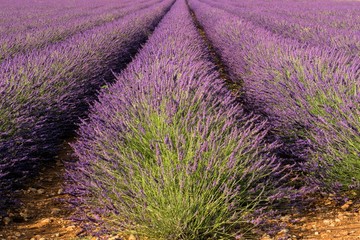 Fototapeta na wymiar Lavendelfeld bei Valensole in der Blüte