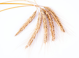 Ears of Rye on a white background