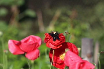Obraz premium Xylocopa violacea and Bee