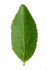 green leaf plum isolated on white background