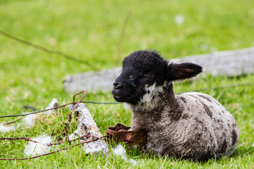 Ovis Pecore delle isole Shetland
