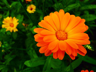 Calendula blooms in the garden