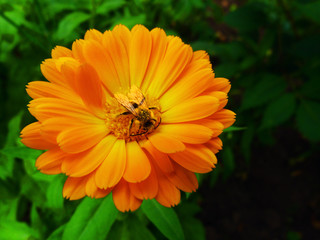 Calendula blooms in the garden