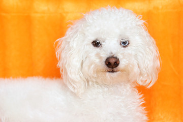 perro bichon frise blanco con heterocromía