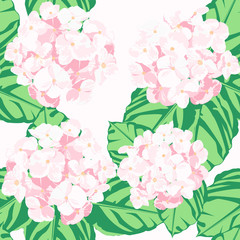 The hydrangea garden in the spring.Pink flower is vector for seamless pattern and background.