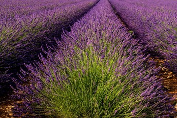 Fototapeta na wymiar Blühender Lavendel in der Provence bei Valensole