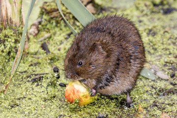 Water Vole