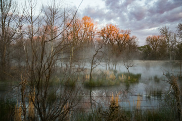 Mist rising over a swamp at sunrise with golden trees.