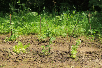some green peas plants growing on the seedbed in the garden