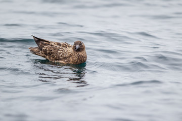 Skua Stercorario Maggiore uccello che vive al nord