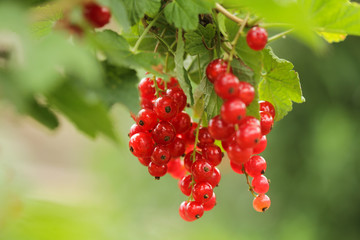 Red currants