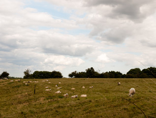 Obraz premium uk sheep grazing in a meadow field outside in country