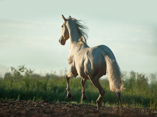 Obraz na płótnie Canvas perlino akhal-teke horse runs free on sunrise