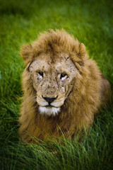 Male lion in a green meadow in Africa.