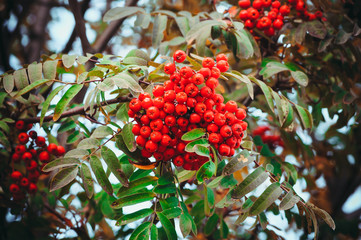 Red ashberry in beautiful foliage