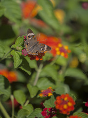 Close up shot of a butterfly on an orange flower in the spring.