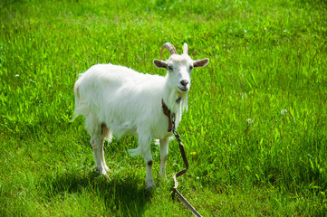 Domestic goats outdoor
