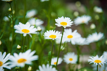 Fototapeta premium Daisy flower background