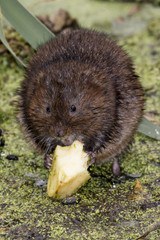Eater Vole