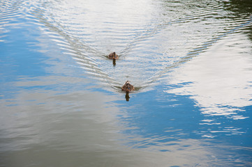 Family of ducks in the water