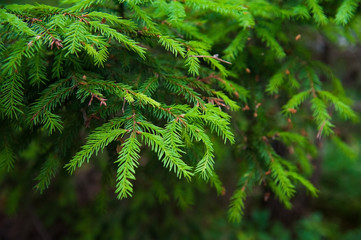 Green prickly branches of a fur-tree or pine