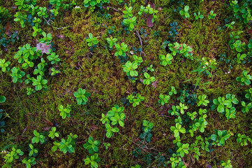 Forest Soil with Grass