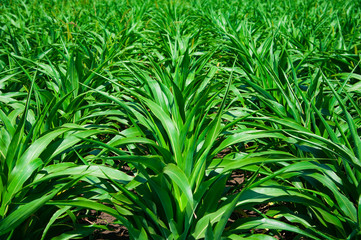 Green corn field