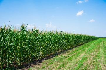 Green corn field © SGr