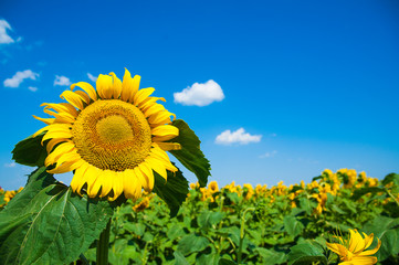 Sunflower field. Summer landscape