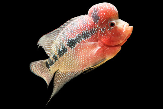 Flowerhorn is the colorful ornamental fish