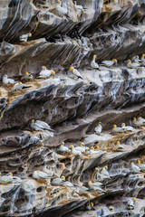 Nidi di sula bassana Morus bassanus siti di nidificazione su falesie e scogliere costiere