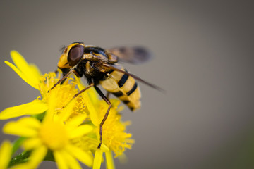 Hoverfly mimic wasp collecting nectar from a yellow flower