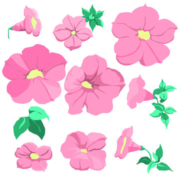 Pink petunia design set. 10 blossom is vector for object.