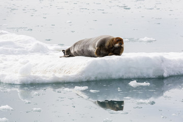 Naklejka premium Bearded Seal is resting on an ice floe, Svalbard, Spitsbergen, Norway