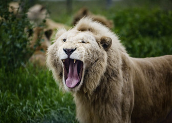 Lion roaring in Africa in a green field.