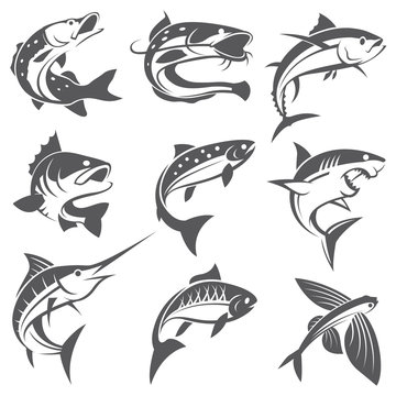 collection of different fish types
