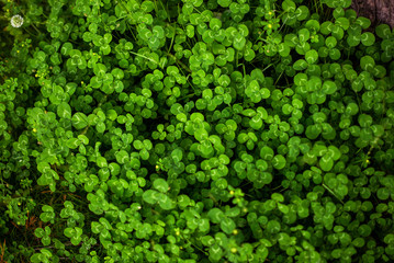 Green clover leaf texture. Leaf texture background