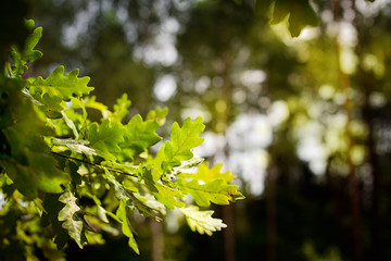Texture of leaves of green oak. Background of leaves