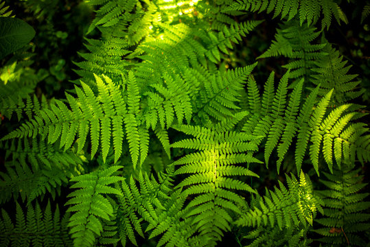 Green fern leaf texture. Leaf texture background