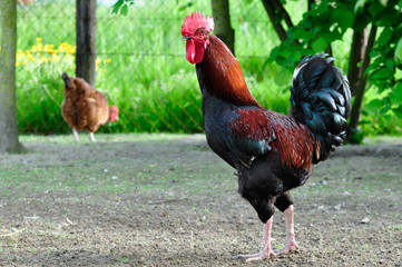 rooster in the farm