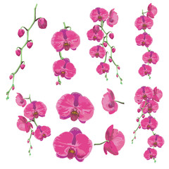 Orchid design. 4 pink blossom and 6 flower bouquet is vector for object.