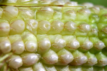 Fresh corn on cobs.