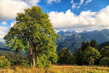 Fototapeta premium Beautiful scenic summer autumn landscape of Agepsta Peak in Caucasus Mountains in Sochi at sunset. Sunny blue sky scenery with clouds