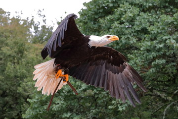 Aigle Chauve en vol