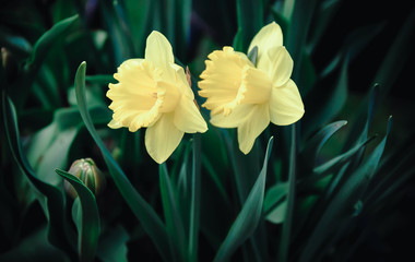 Fototapeta premium Family of beautiful yellow narcissists in greenery