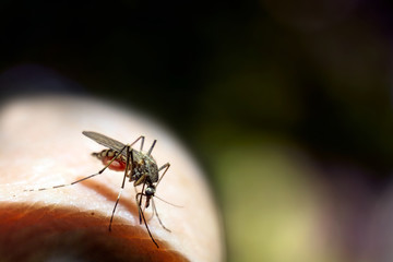 Mosquito drinks blood
The mosquito sits on the surface of the human body and feeds by stabbing the proboscis.Green forest background