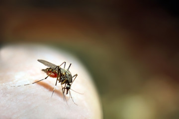 Mosquito drinks blood
The mosquito sits on the surface of the human body and feeds by stabbing the proboscis.Green forest background