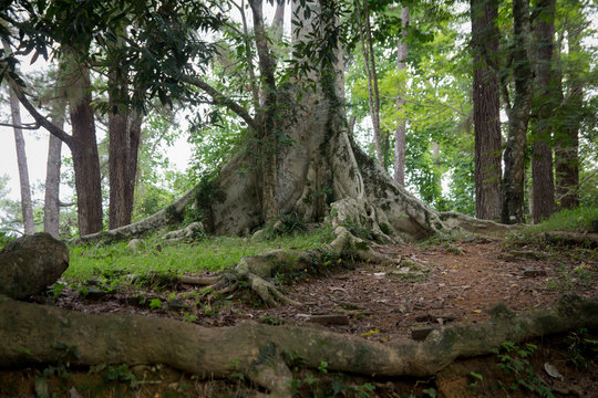 old tree in rainforest